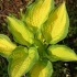 Marmolada pomarańczowa hosta (marmolada pomarańczowa): opis + zdjęcie, sadzenie i pielęgnacja