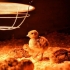 Lampy na podczerwień do oświetlania i ogrzewania kurnika