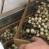 Inkubacja przepiórek w domu, szczegóły dotyczące składania jaj dla początkujących