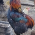 Rasa jaj kurcząt - araucana