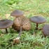Entoloma silky (różowa jedwabista płyta): zdjęcie i opis