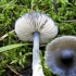 Niebieskawy entoloma: zdjęcie i opis