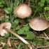 Zebrano entoloma: zdjęcie i opis