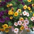 Calibrachoa: wyhodowanie z nasion w domu