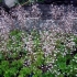 Skalnica cień (zacieniony): variegata, auravariegata i inne odmiany