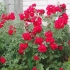 Kanadyjski park rose john franklin (john franklin): zdjęcie i opis, recenzje