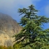 Cedr deodar (himalajski)