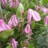 Clematis alenushka: zdjęcie i opis, opieka, recenzje