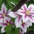 Clematis andromeda: zdjęcie, sadzenie, przycinanie, recenzje