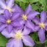 Clematis anna niemiecki: zdjęcie i opis