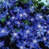 Clematis arabella: sadzenie i pielęgnacja