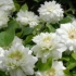 Clematis daches of edinburgh: zdjęcie i opis