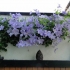 Clematis niebieski anioł: zdjęcie i opis, recenzje
