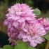Clematis niewinne szkło: opis, pielęgnacja, zdjęcie