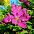Clematis ernest markham