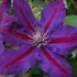 Clematis wielkokwiatowy pożar