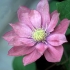 Clematis mała syrenka: opis odmiany, grupa przycinająca, recenzje