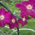 Clematis mazovshe: zdjęcie i opis