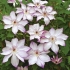 Clematis omoshiro: fotografia, grupa przycinania, recenzje