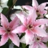 Clematis różowa fantazja: grupa przycinania i opis