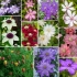 Clematis - przydatne pomysły na dekorację letniego domku