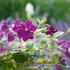 Clematis polski duch: recenzje, opis, zdjęcie