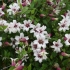 Clematis księżniczka kate: recenzje i opis