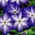 Clematis venosa violacea: recenzje, zdjęcia, pielęgnacja