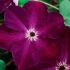 Clematis 3 grupy przycinające: odmiany dla uralu, syberii