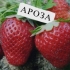 Truskawkowy aroza