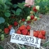 Strawberry queen elizabeth: opis odmiany, zdjęcia, recenzje