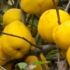 Kiedy chaenomeles (pigwa) owocuje i dojrzewa w rosji