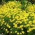 Coreopsis whorled bylina: opis odmian ze zdjęciami, rodzaje, sadzenie i pielęgnacja