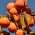 Persimmon o dużych owocach: opis odmiany, zdjęcie, uprawa, recenzje