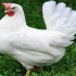 Kurczaki leghorn