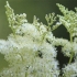 Meadowsweet (meadowsweet) zwykły: właściwości użytkowe, sadzenie i pielęgnacja