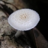 Lepiota brebisson: opis i zdjęcie