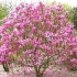 Magnolia lily-colored nigra (nigra): sadzenie i pielęgnacja