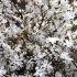 Magnolia stellata (gwiaździsty, stellata): rosea, royal star, vateli, zdjęcie i opis odmian