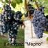 Merlot - cechy odmiany winogron, z której powstaje najsmaczniejsze wino