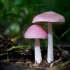 Mycena różowy: opis i zdjęcie