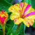 Mirabilis z nasion w domu