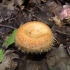 Mleczny burmistrz (lactarius mairei): opis i zdjęcie