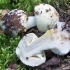 Amanita w kształcie perkoza (żółto-zielony, cytrynowy): zdjęcie i opis, czy nadaje się do użytku