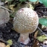 Perła amanita: zdjęcie i opis