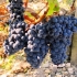 Opis i cechy odmiany winogron merlot
