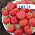 Opis, sadzenie i pielęgnacja truskawek onda (onda)