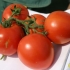 Cechy odmiany pomidorów „początkujący”