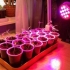 Oświetlenie sadzonek lampami led