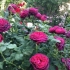 Park rose astrid karafka von hardenberg: opis, zdjęcie, recenzje